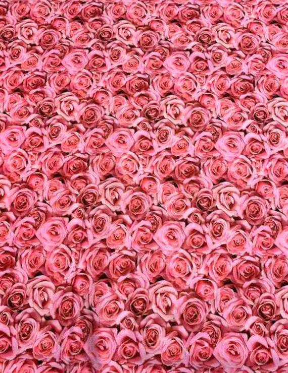 pink cotton fabric - Pink Roses - Budding Romance - Northcott Cotton Fabric